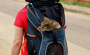Sac à dos de transport pour chat et chaton, hublot en tête de chat